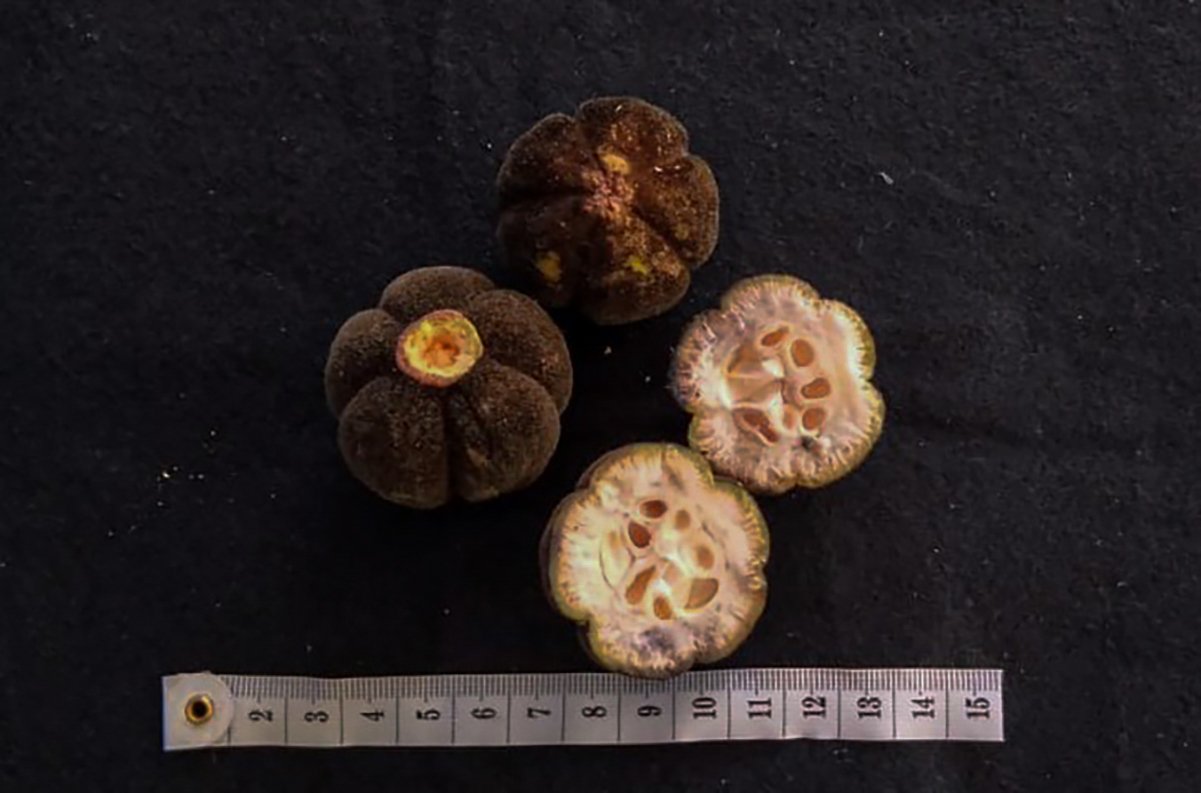 Buah Hydnocarpus anomala dari koleksi famili Achariaceae