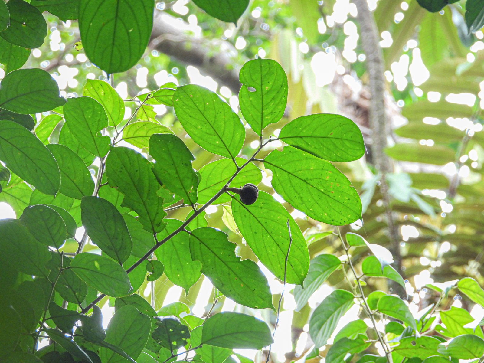 Daun dan buah Hydnocarpus anomala di tajuk hutan
