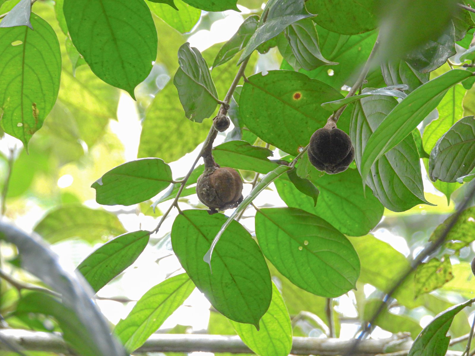 Buah Hydnocarpus anomala pada ranting