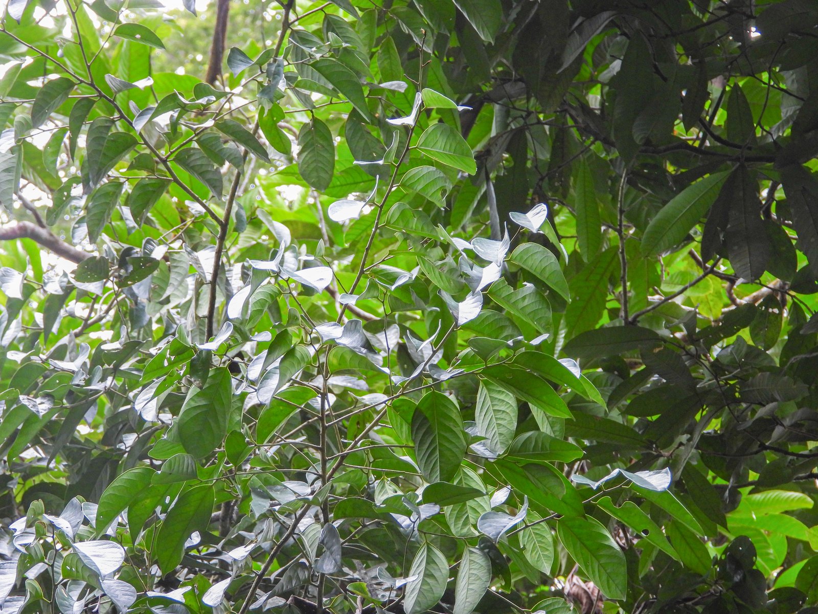 Daun Hydnocarpus castanea pada tajuk hutan