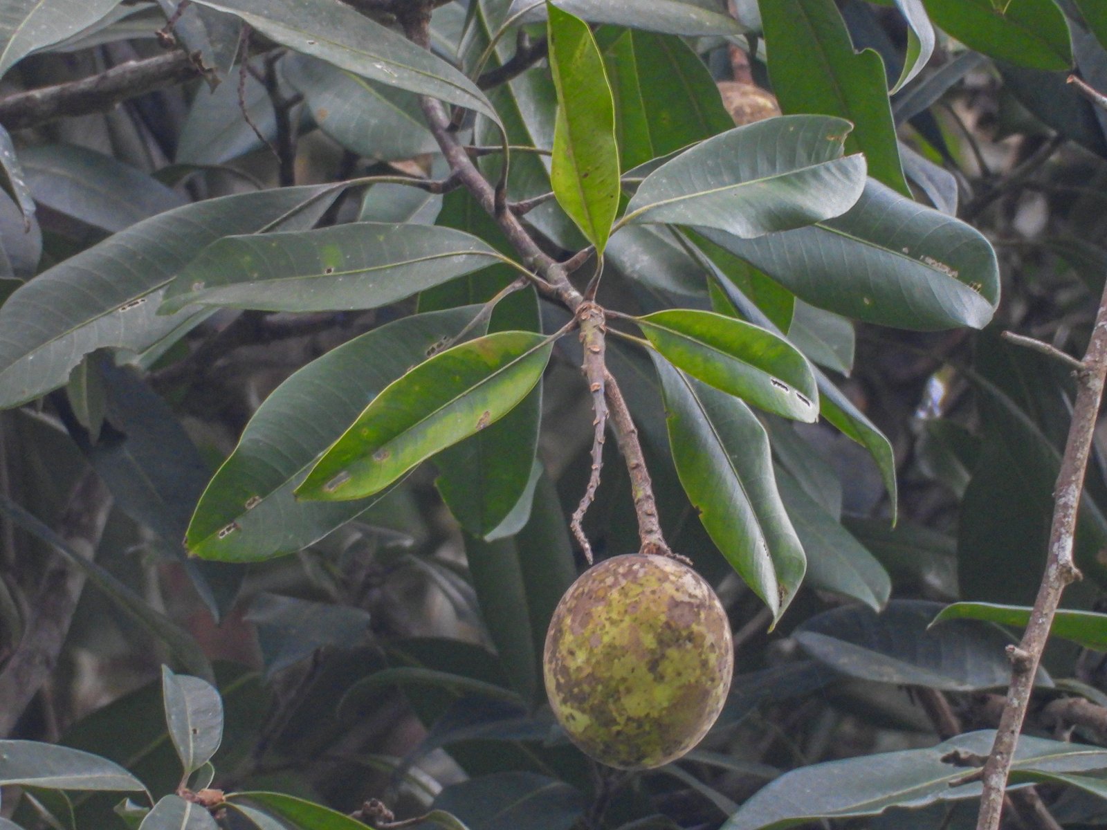 Buah Mangifera quadrifida dari jarak dekat