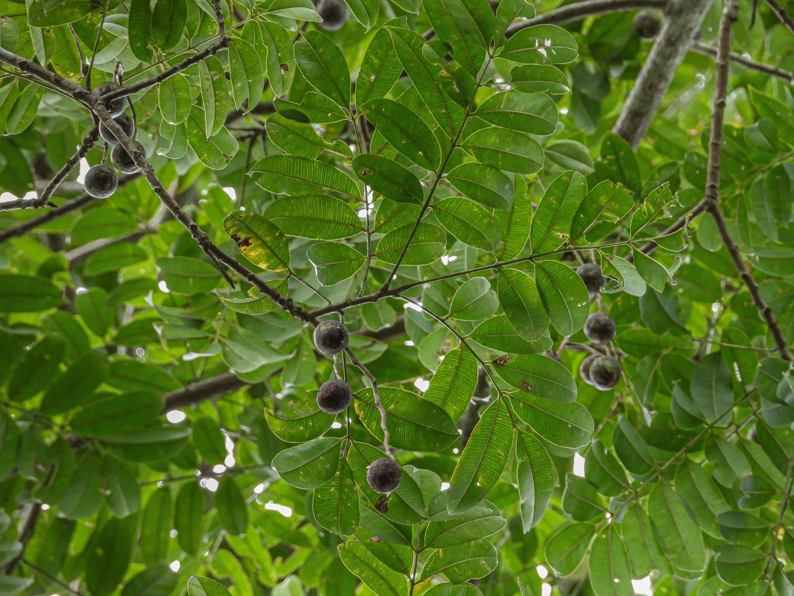 Daun majemuk dan buah Spondias pinnata