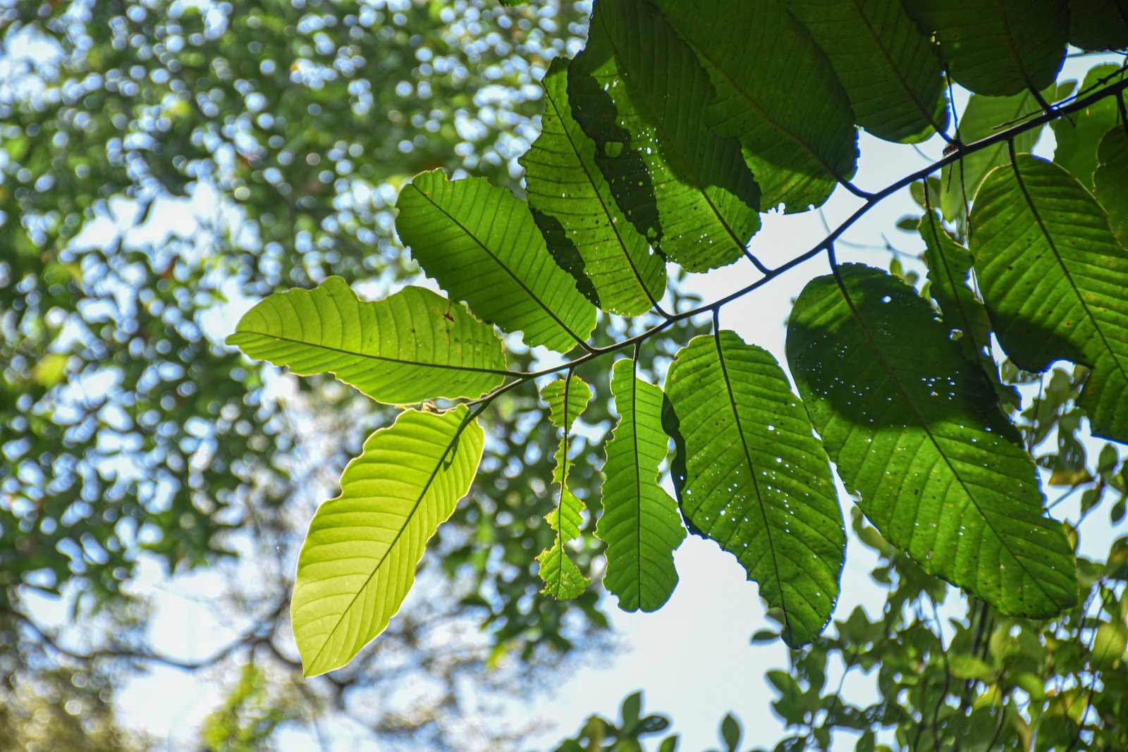 Daun Drepananthus ramuliflorus dari bawah tajuk