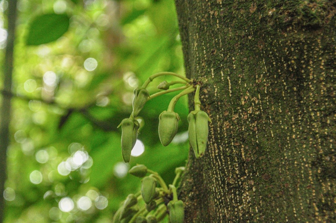 Phaeanthus ophthalmicus pada batang pohon