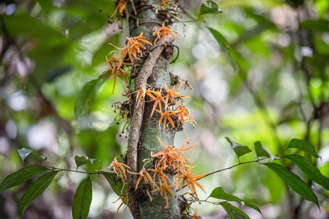 Bunga Polyalthia cauliflora dari sudut lain